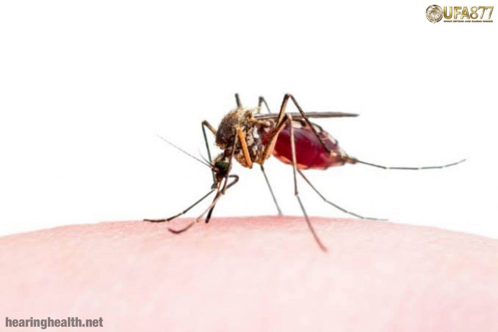 โรคมาลาเรีย คืออะไร ?