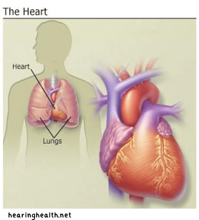 โรคหัวใจ ภัยใกล้ตัวที่คุณต้องรู้
