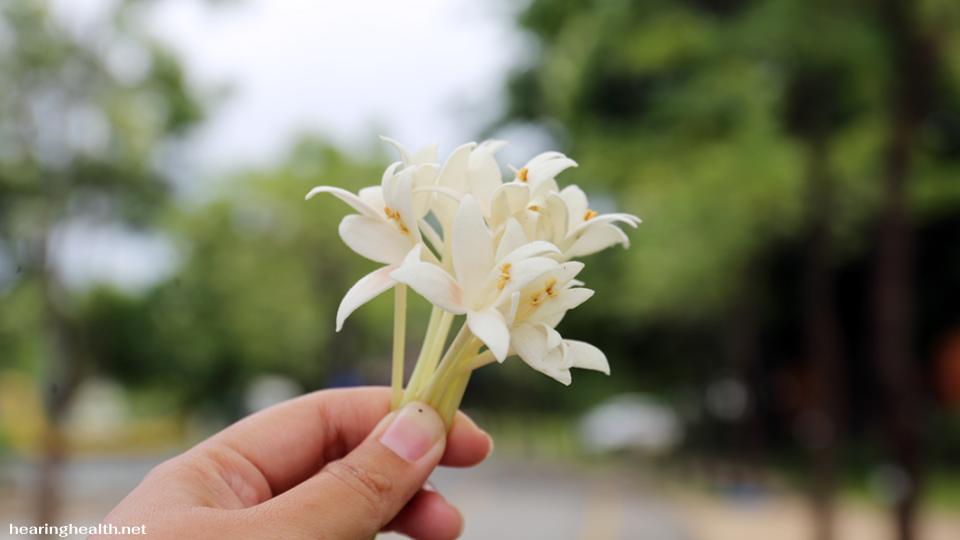 "ดอกปีบ" ซึ่งนอกจากจะมีกลิ่นหอมหวานแล้ว ยังมีสรรพคุณทางยาที่น่าสนใจ โดยเฉพาะอย่างยิ่งในการบรรเทาอาการหอบหืด 
